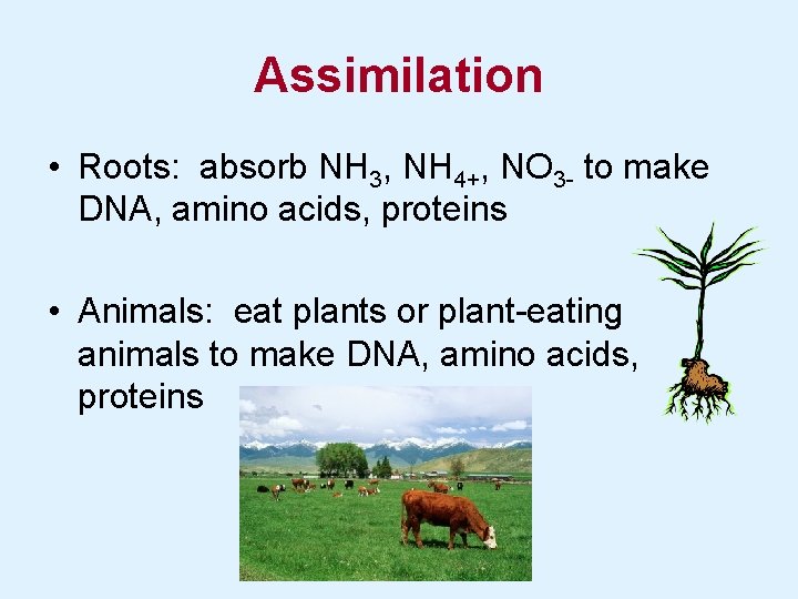 Assimilation • Roots: absorb NH 3, NH 4+, NO 3 - to make DNA,