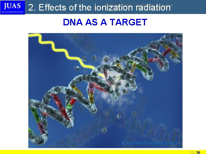 2. Effects of the ionization radiation Radiation Safety - JUAS 2014, X. Queralt DNA 2. Effects of the ionization radiation Radiation Safety - JUAS 2014, X. Queralt DNA
