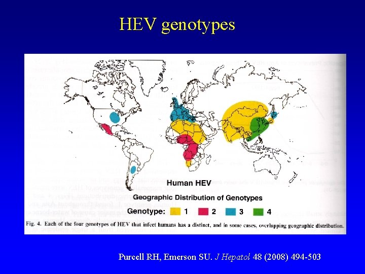 HEV genotypes Purcell RH, Emerson SU. J Hepatol 48 (2008) 494 -503 