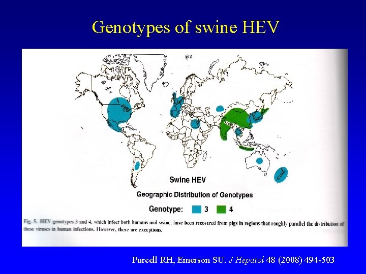 Genotypes of swine HEV Purcell RH, Emerson SU. J Hepatol 48 (2008) 494 -503