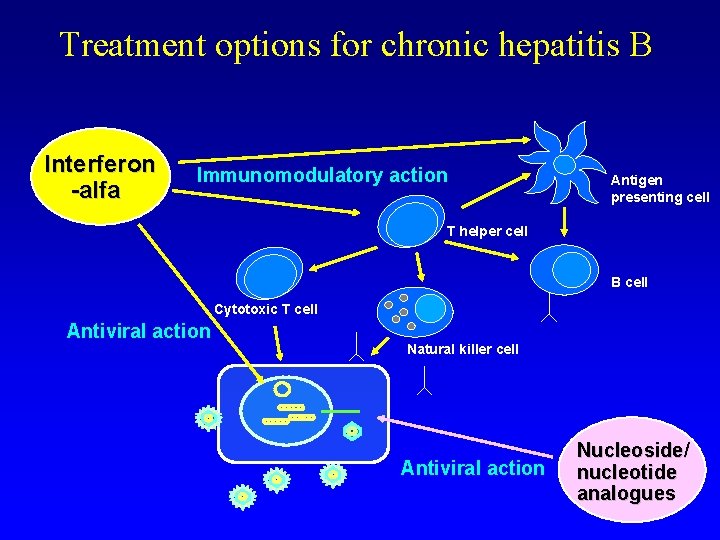 Treatment options for chronic hepatitis B Interferon -alfa Immunomodulatory action Antigen presenting cell T