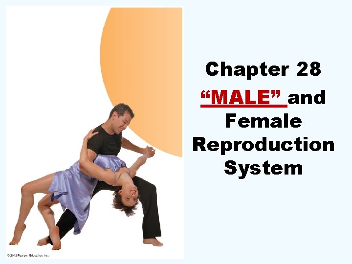 Chapter 28 “MALE” and Female Reproduction System 