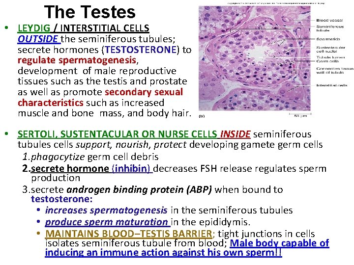 The Testes • LEYDIG / INTERSTITIAL CELLS OUTSIDE the seminiferous tubules; secrete hormones (TESTOSTERONE)