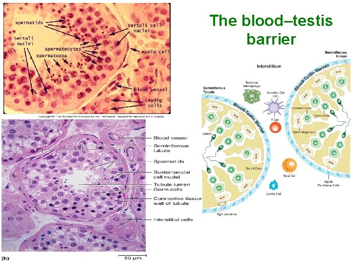 The blood–testis barrier 