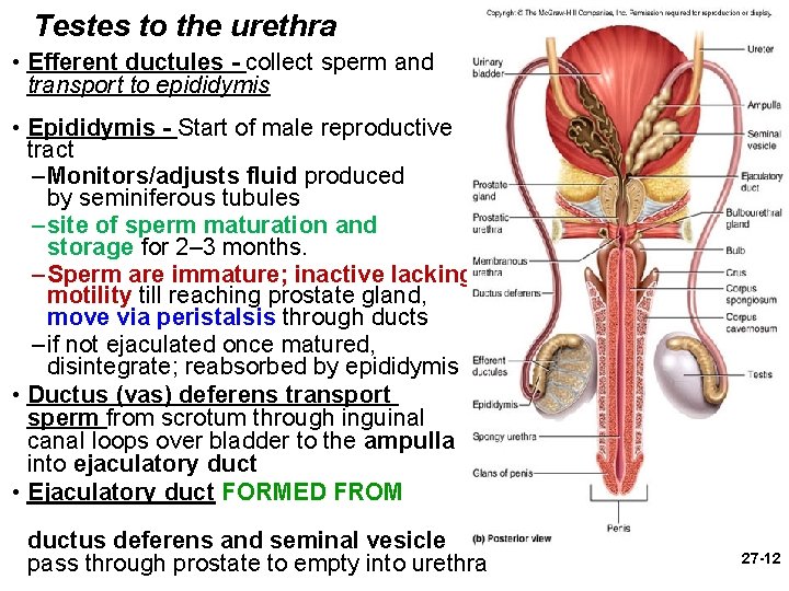 Testes to the urethra • Efferent ductules - collect sperm and transport to epididymis Testes to the urethra • Efferent ductules - collect sperm and transport to epididymis