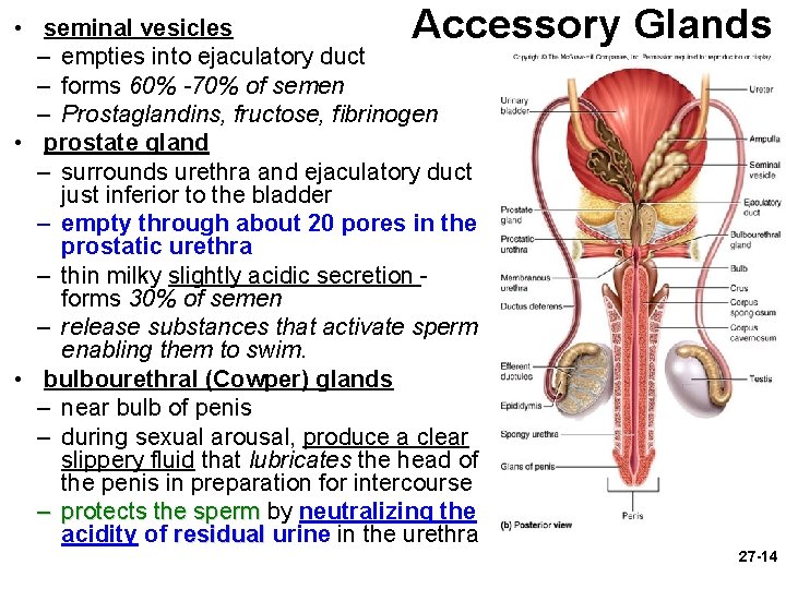 Accessory Glands • seminal vesicles – empties into ejaculatory duct – forms 60% -70%