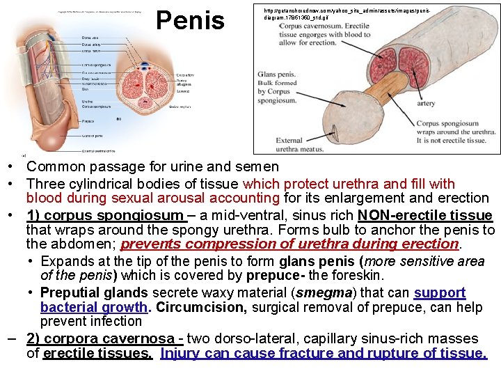 Penis http: //getanchorednow. com/yahoo_site_admin/assets/images/penisdiagram. 17851350_std. gif • Common passage for urine and semen •