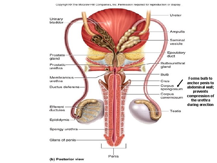 Forms bulb to anchor penis to abdominal wall; prevents compression of the urethra during Forms bulb to anchor penis to abdominal wall; prevents compression of the urethra during