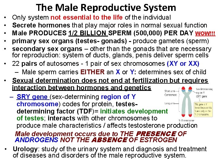  • • • The Male Reproductive System Only system not essential to the