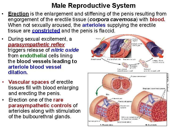 Male Reproductive System • Erection is the enlargement and stiffening of the penis resulting