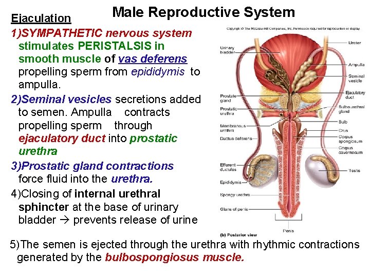 Male Reproductive Ejaculation 1)SYMPATHETIC nervous system stimulates PERISTALSIS in smooth muscle of vas deferens