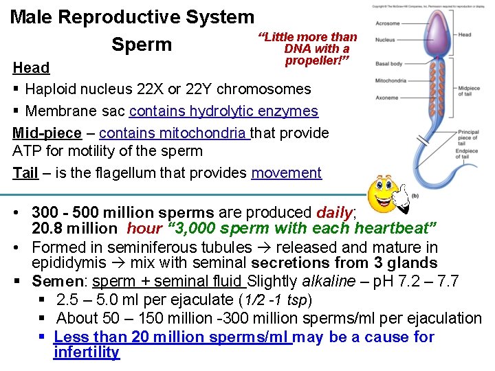Male Reproductive System “Little more than Sperm DNA with a propeller!” Head § Haploid Male Reproductive System “Little more than Sperm DNA with a propeller!” Head § Haploid