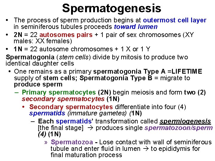 Spermatogenesis • The process of sperm production begins at outermost cell layer in seminiferous