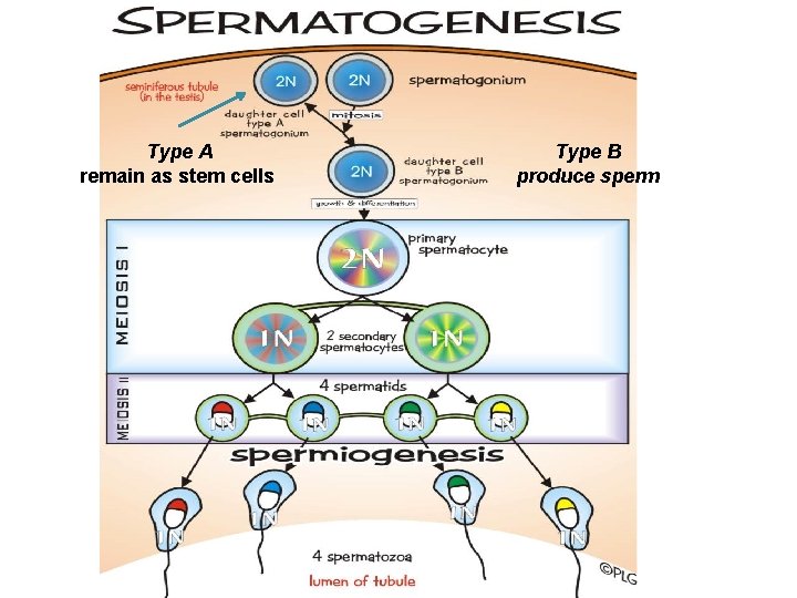 Type A remain as stem cells Type B produce sperm Type A remain as stem cells Type B produce sperm