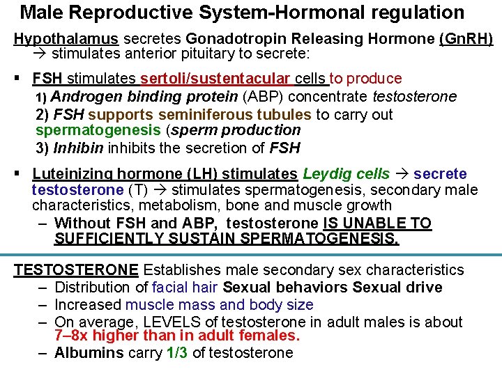 Male Reproductive System-Hormonal regulation Hypothalamus secretes Gonadotropin Releasing Hormone (Gn. RH) stimulates anterior pituitary