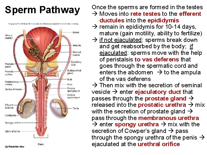 Sperm Pathway Once the sperms are formed in the testes Moves into rete testes