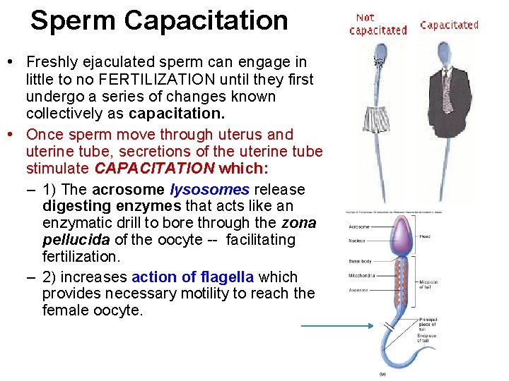 Sperm Capacitation • Freshly ejaculated sperm can engage in little to no FERTILIZATION until
