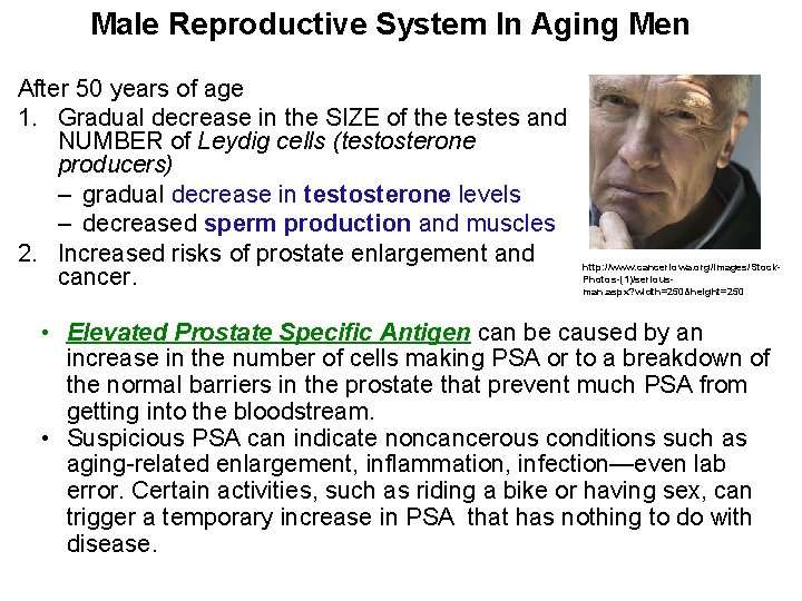 Male Reproductive System In Aging Men After 50 years of age 1. Gradual decrease