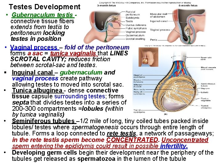 Testes Development • Gubernaculum testis connective tissue fibers extends from testis to peritoneum locking