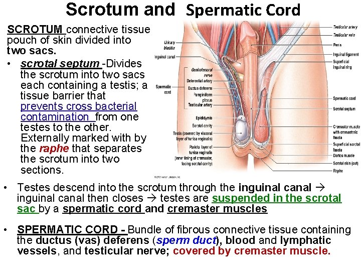 Scrotum and Spermatic Cord SCROTUM connective tissue pouch of skin divided into two sacs.