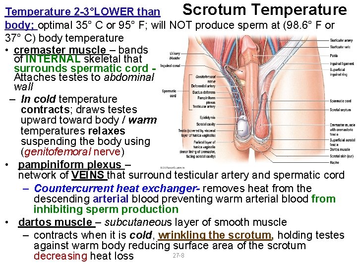 Scrotum Temperature 2 -3°LOWER than body; optimal 35° C or 95° F; will NOT Scrotum Temperature 2 -3°LOWER than body; optimal 35° C or 95° F; will NOT