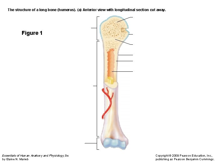  The structure of a long bone (humerus). (a) Anterior view with longitudinal section