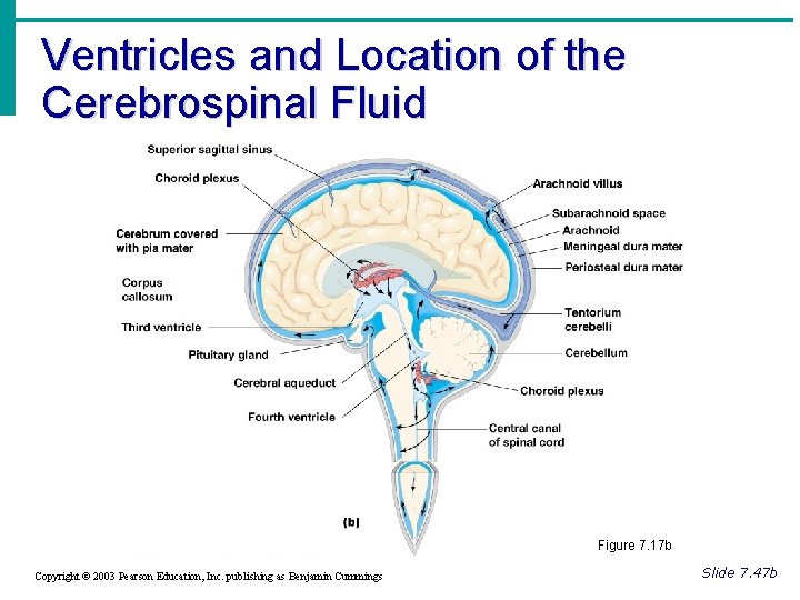 Ventricles and Location of the Cerebrospinal Fluid Figure 7. 17 b Copyright © 2003