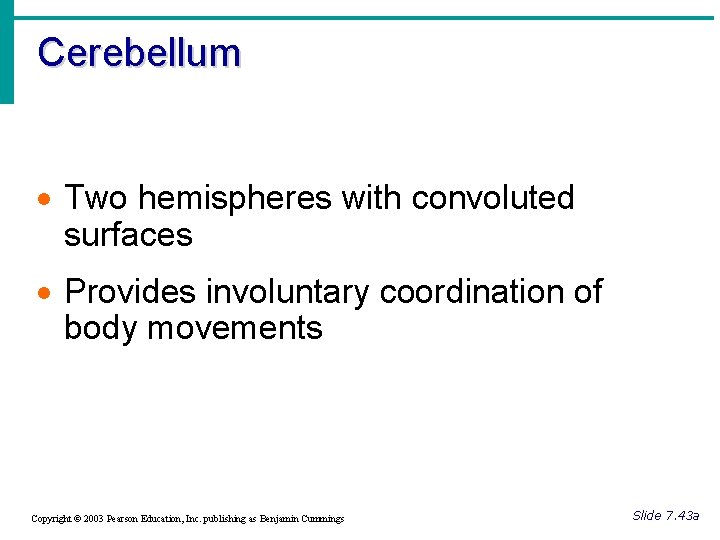 Cerebellum · Two hemispheres with convoluted surfaces · Provides involuntary coordination of body movements