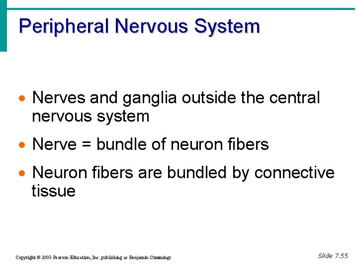 Peripheral Nervous System · Nerves and ganglia outside the central nervous system · Nerve