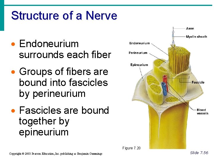 Structure of a Nerve · Endoneurium surrounds each fiber · Groups of fibers are