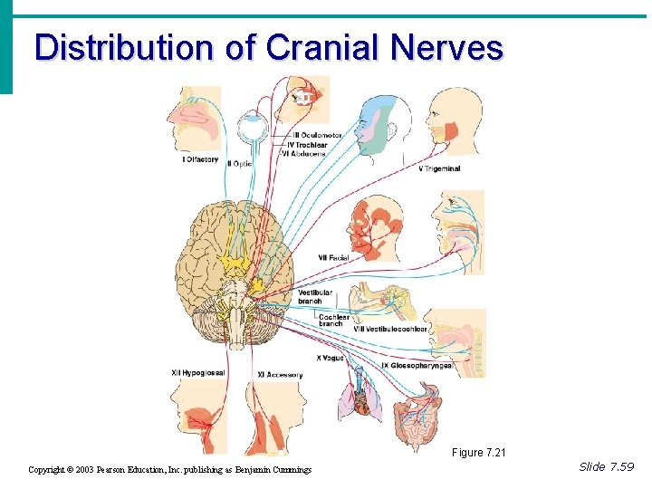 Distribution of Cranial Nerves Figure 7. 21 Copyright © 2003 Pearson Education, Inc. publishing