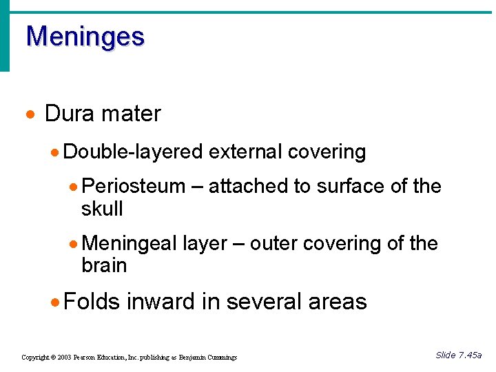 Meninges · Dura mater · Double-layered external covering · Periosteum – attached to surface
