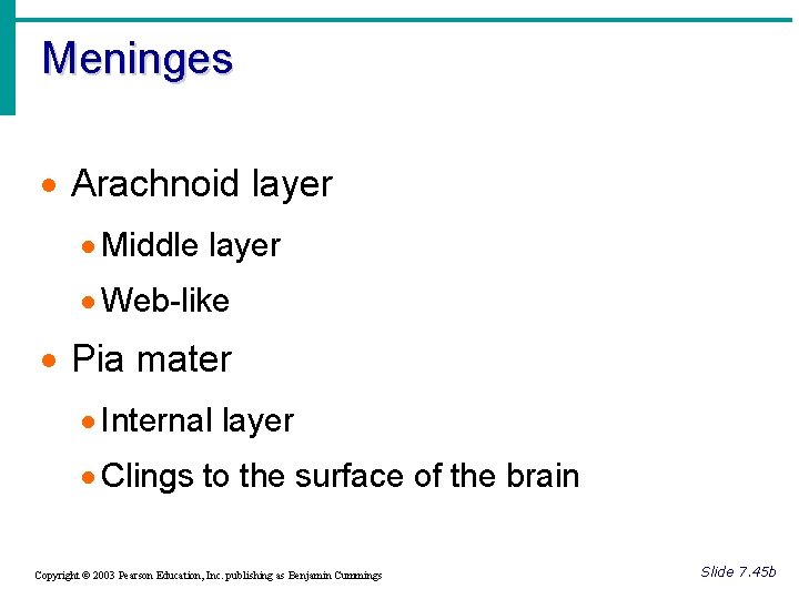 Meninges · Arachnoid layer · Middle layer · Web-like · Pia mater · Internal