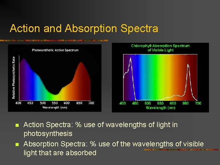 Action and Absorption Spectra n n Action Spectra: % use of wavelengths of light