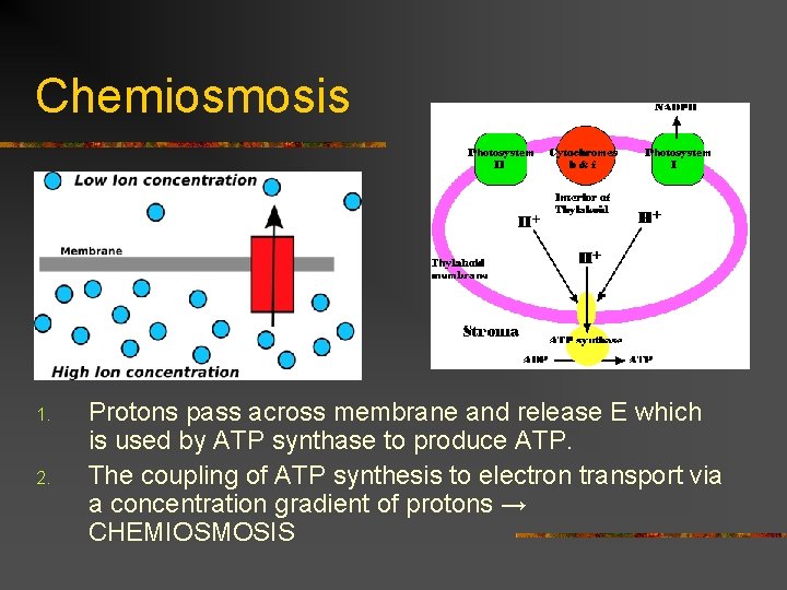 Chemiosmosis 1. 2. Protons pass across membrane and release E which is used by