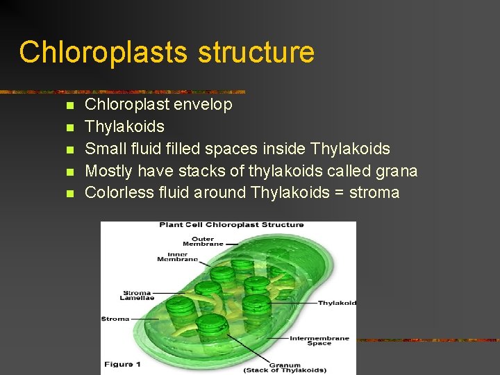 Chloroplasts structure n n n Chloroplast envelop Thylakoids Small fluid filled spaces inside Thylakoids