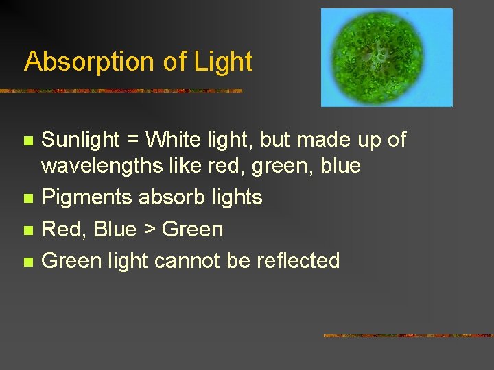 Absorption of Light n n Sunlight = White light, but made up of wavelengths