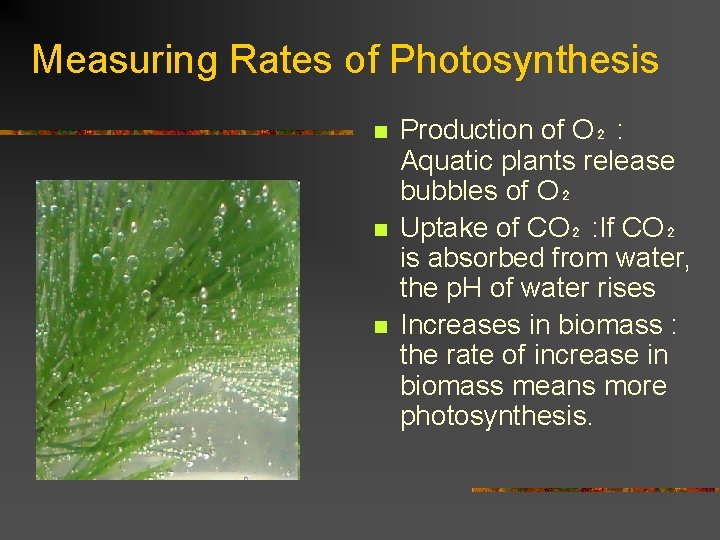 Measuring Rates of Photosynthesis n n n Production of O₂ : Aquatic plants release