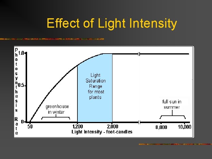 Effect of Light Intensity 