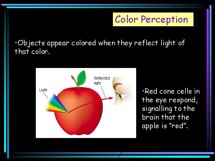 Color Perception • Objects appear colored when they reflect light of that color. •
