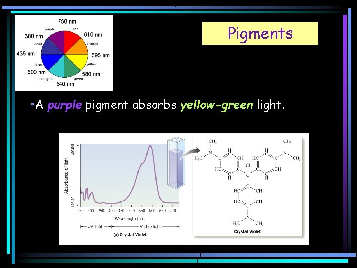 Pigments • A purple pigment absorbs yellow-green light. 