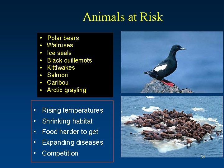 Animals at Risk • • Polarbears Walruses Ice seals Black guillemots Kittiwakes Salmon Caribou