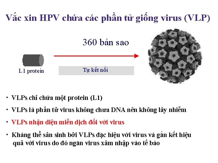 Vắc xin HPV chứa các phần tử giống virus (VLP) 360 bản sao L