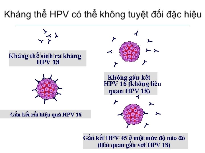 Kháng thể sinh ra kháng HPV 18 Không gắn kết HPV 16 (không liên