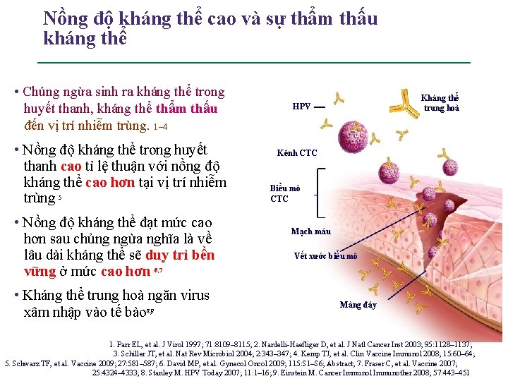 Nồng độ kháng thể cao và sự thẩm thấu kháng thể • Chủng ngừa