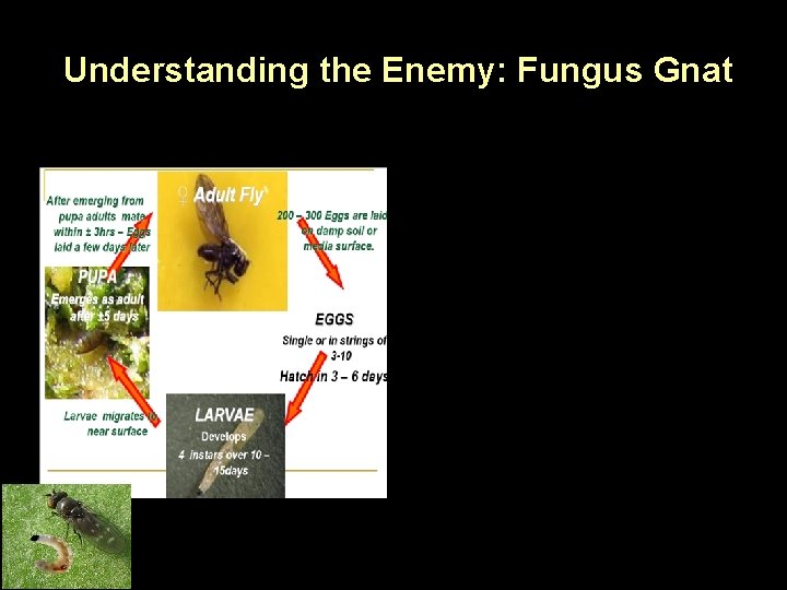 Understanding the Enemy: Fungus Gnat 