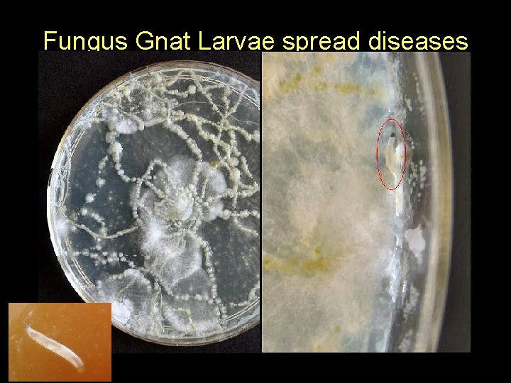 Fungus Gnat Larvae spread diseases 