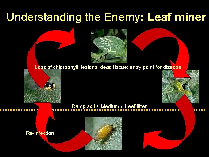 Understanding the Enemy: Leaf miner Loss of chlorophyll, lesions, dead tissue: entry point for