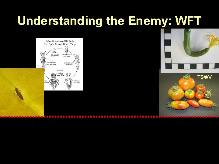 Understanding the Enemy: WFT TSWV 