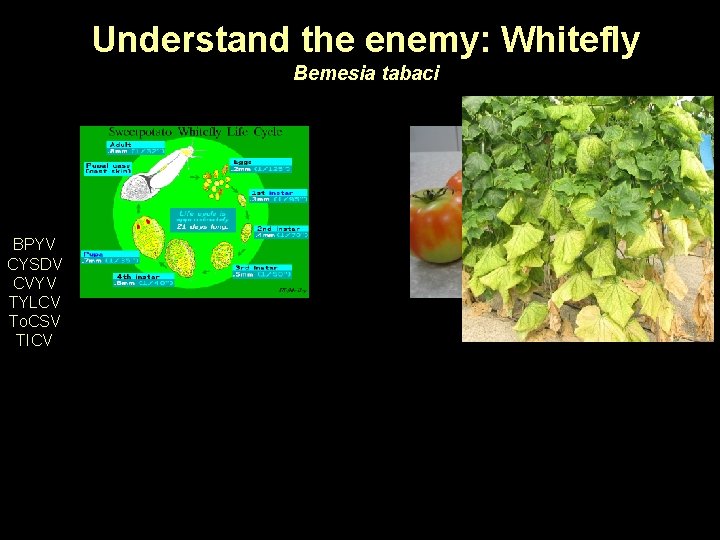 Understand the enemy: Whitefly Bemesia tabaci BPYV CYSDV CVYV TYLCV To. CSV TICV 